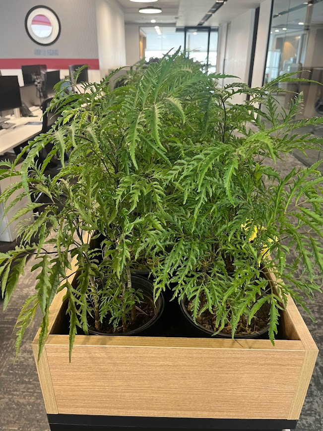 Indoor Plant Project 4